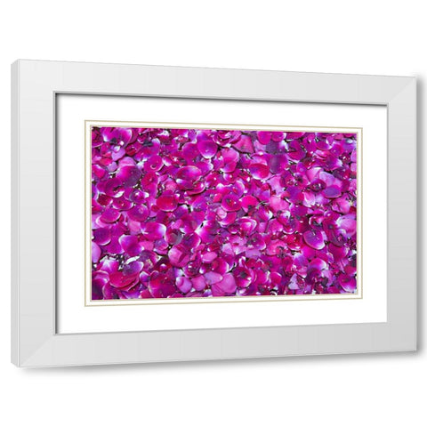 Pink Petals III White Modern Wood Framed Art Print with Double Matting by Millet, Karyn