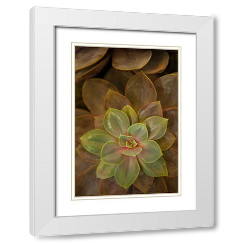 Succulent I White Modern Wood Framed Art Print with Double Matting by Millet, Karyn