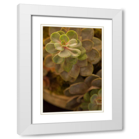 Succulent II White Modern Wood Framed Art Print with Double Matting by Millet, Karyn