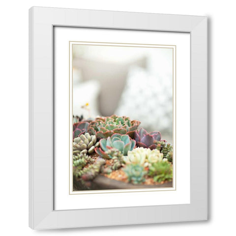 Succulents White Modern Wood Framed Art Print with Double Matting by Millet, Karyn