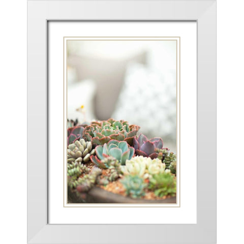 Succulents White Modern Wood Framed Art Print with Double Matting by Millet, Karyn