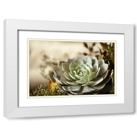 Succulent III White Modern Wood Framed Art Print with Double Matting by Millet, Karyn