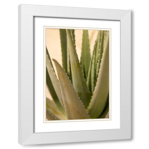 Aloe White Modern Wood Framed Art Print with Double Matting by Millet, Karyn