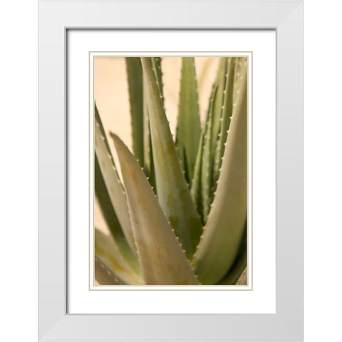 Aloe White Modern Wood Framed Art Print with Double Matting by Millet, Karyn