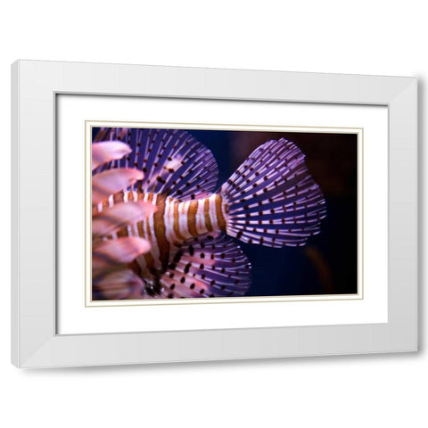 Tropical Fish White Modern Wood Framed Art Print with Double Matting by Millet, Karyn