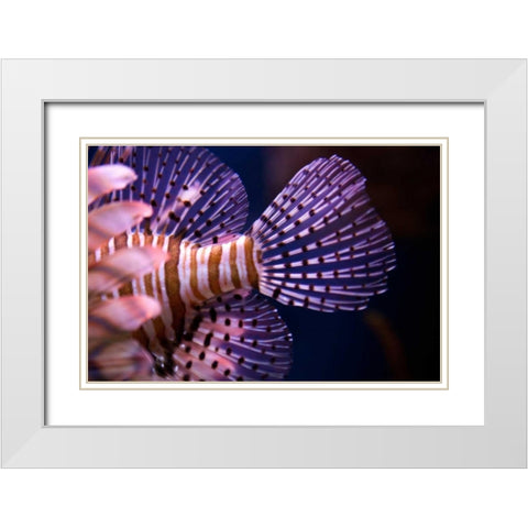 Tropical Fish White Modern Wood Framed Art Print with Double Matting by Millet, Karyn