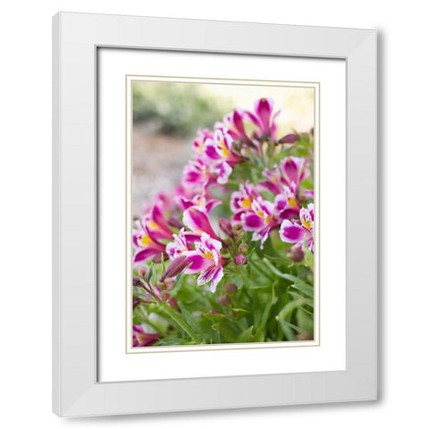 Purple and White II White Modern Wood Framed Art Print with Double Matting by Millet, Karyn
