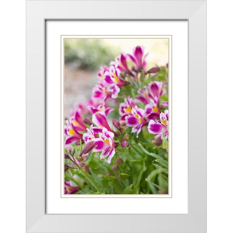 Purple and White II White Modern Wood Framed Art Print with Double Matting by Millet, Karyn