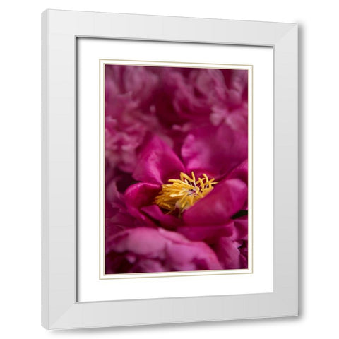 Fuchsia Peonies I White Modern Wood Framed Art Print with Double Matting by Millet, Karyn