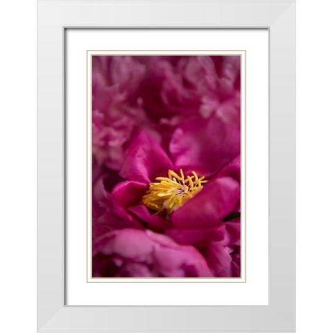Fuchsia Peonies I White Modern Wood Framed Art Print with Double Matting by Millet, Karyn