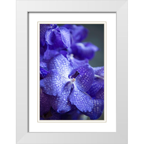 Vibrant Periwinkle Floral I White Modern Wood Framed Art Print with Double Matting by Millet, Karyn