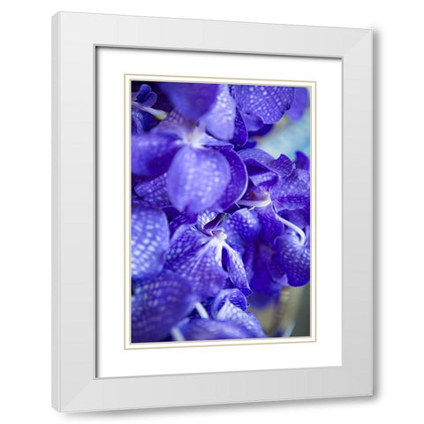 Vibrant Perwinkle Floral II White Modern Wood Framed Art Print with Double Matting by Millet, Karyn