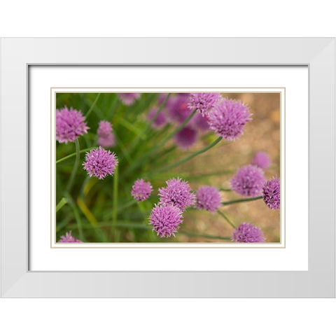 Purple Flower Ball I White Modern Wood Framed Art Print with Double Matting by Millet, Karyn