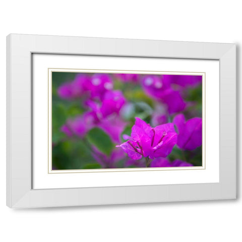 Magenta Bloom White Modern Wood Framed Art Print with Double Matting by Millet, Karyn
