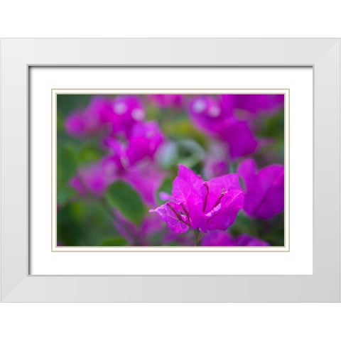 Magenta Bloom White Modern Wood Framed Art Print with Double Matting by Millet, Karyn