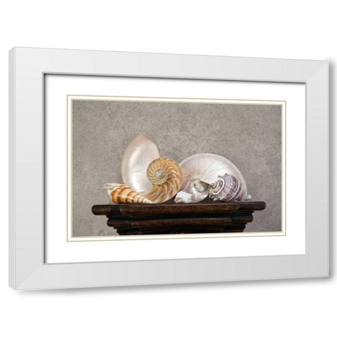 Seashell Still Life I White Modern Wood Framed Art Print with Double Matting by McNemar, C. Thomas