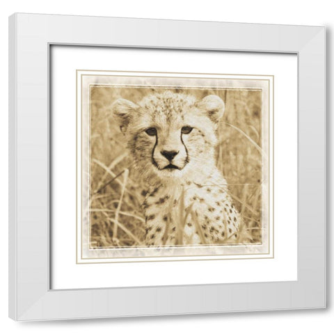 Young Africa Cheetah White Modern Wood Framed Art Print with Double Matting by Parker, Susann