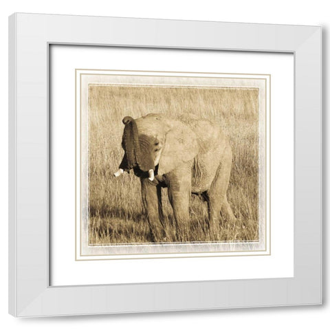 Young Africa Elephant White Modern Wood Framed Art Print with Double Matting by Parker, Susann