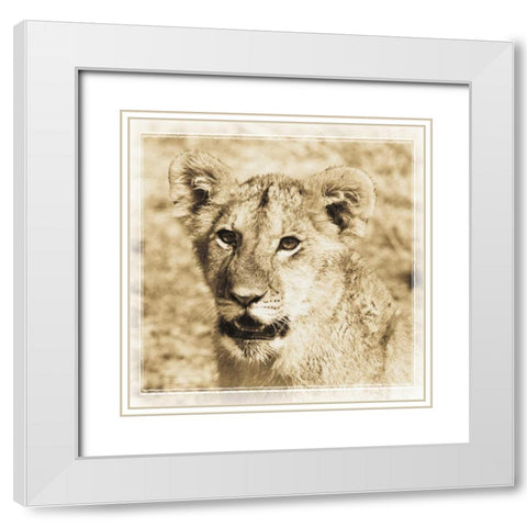 Young Africa Lion White Modern Wood Framed Art Print with Double Matting by Parker, Susann