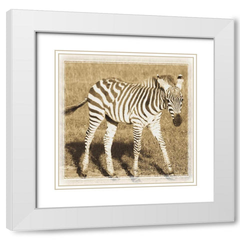 Young Africa Zebra White Modern Wood Framed Art Print with Double Matting by Parker, Susann