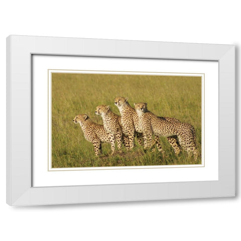 Four of a Kind White Modern Wood Framed Art Print with Double Matting by Parker, Susann