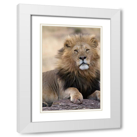 Africas King White Modern Wood Framed Art Print with Double Matting by Parker, Susann
