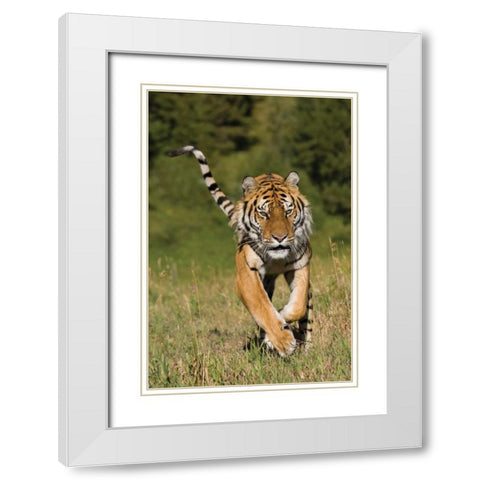 Tiger Run White Modern Wood Framed Art Print with Double Matting by Parker, Susann