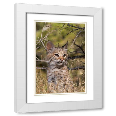 Lil Bob White Modern Wood Framed Art Print with Double Matting by Parker, Susann