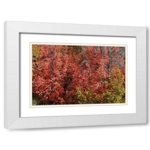 Fall Leaves VI White Modern Wood Framed Art Print with Double Matting by Peterson, Lee