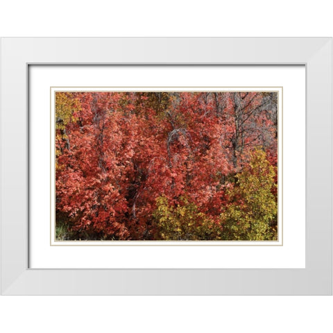Fall Leaves VI White Modern Wood Framed Art Print with Double Matting by Peterson, Lee