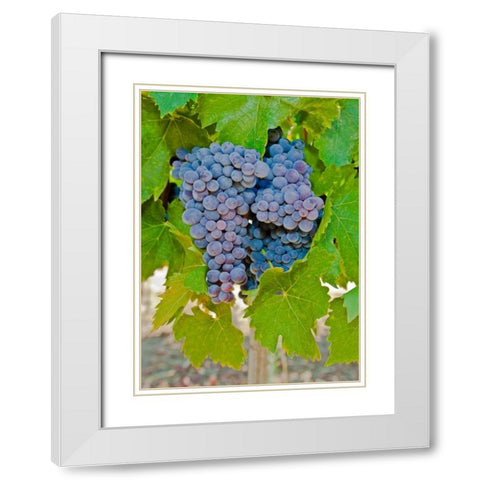 Cougar Winery Grapes I White Modern Wood Framed Art Print with Double Matting by Peterson, Lee
