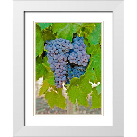 Cougar Winery Grapes I White Modern Wood Framed Art Print with Double Matting by Peterson, Lee