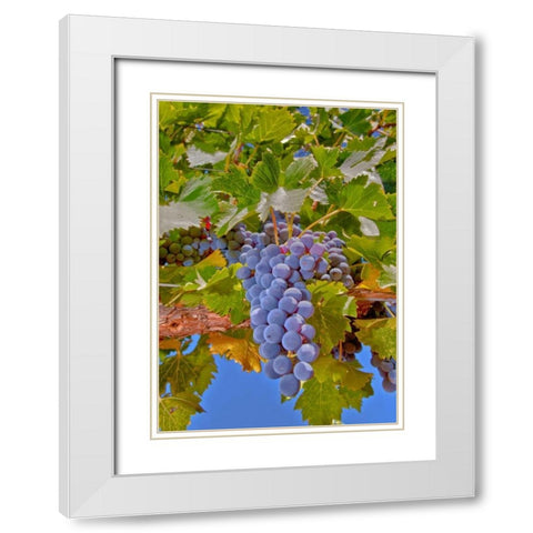 Cougar Winery Grapes II White Modern Wood Framed Art Print with Double Matting by Peterson, Lee
