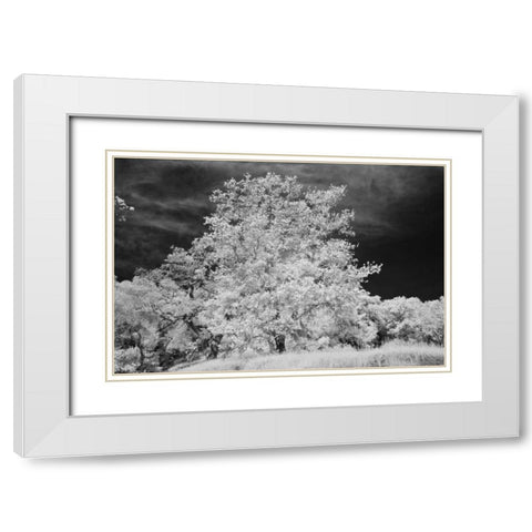 Cayucos IV White Modern Wood Framed Art Print with Double Matting by Peterson, Lee