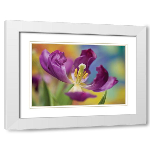 Purple Tulip I White Modern Wood Framed Art Print with Double Matting by Peterson, Lee
