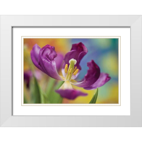 Purple Tulip I White Modern Wood Framed Art Print with Double Matting by Peterson, Lee