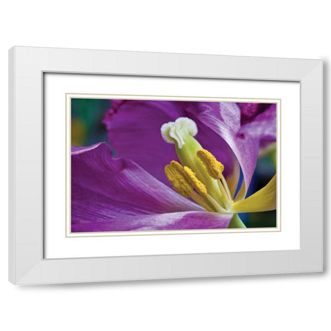 Purple Tulip II White Modern Wood Framed Art Print with Double Matting by Peterson, Lee