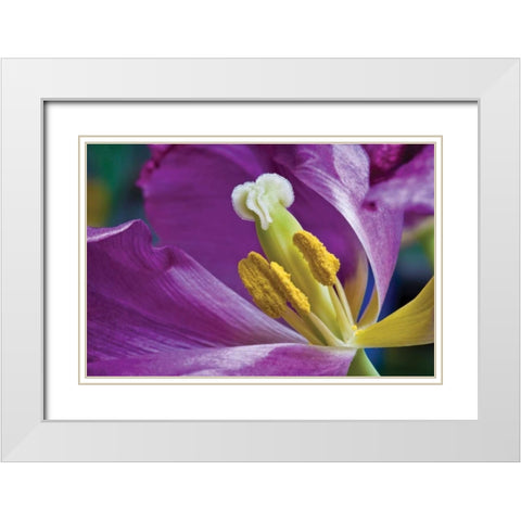 Purple Tulip II White Modern Wood Framed Art Print with Double Matting by Peterson, Lee