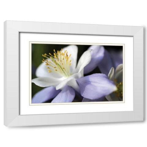 Purple Columbine II White Modern Wood Framed Art Print with Double Matting by Putman, Tammy