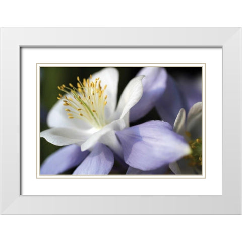 Purple Columbine II White Modern Wood Framed Art Print with Double Matting by Putman, Tammy