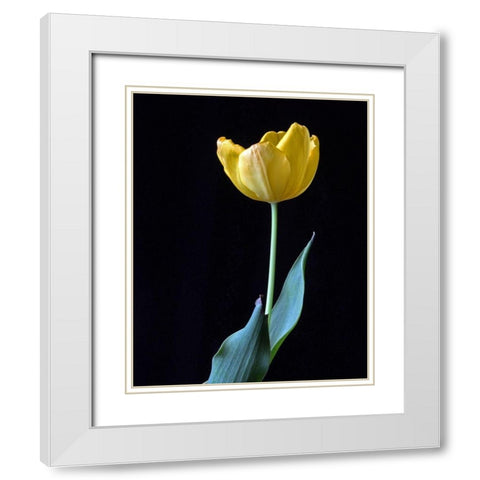 Single Tulip White Modern Wood Framed Art Print with Double Matting by Putman, Tammy