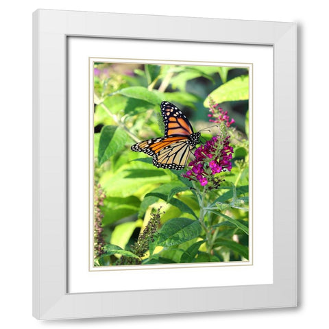 Monarch Garden I White Modern Wood Framed Art Print with Double Matting by Putman, Tammy