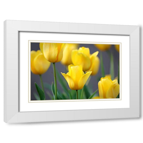 Yellow Tulips White Modern Wood Framed Art Print with Double Matting by Putman, Tammy