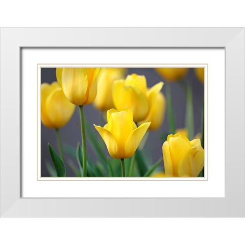 Yellow Tulips White Modern Wood Framed Art Print with Double Matting by Putman, Tammy