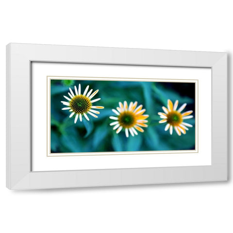 Daisy Trio White Modern Wood Framed Art Print with Double Matting by Putman, Tammy