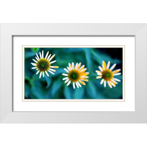 Daisy Trio White Modern Wood Framed Art Print with Double Matting by Putman, Tammy