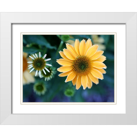 Daisies White Modern Wood Framed Art Print with Double Matting by Putman, Tammy