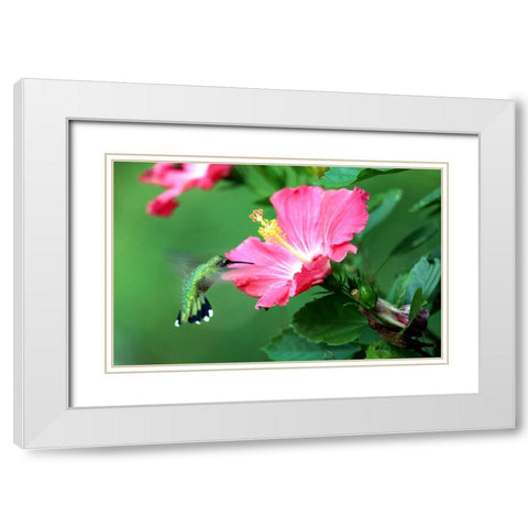Hummingbird I White Modern Wood Framed Art Print with Double Matting by Putman, Tammy