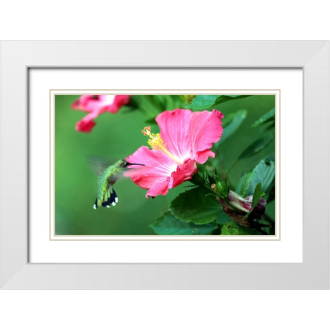 Hummingbird I White Modern Wood Framed Art Print with Double Matting by Putman, Tammy