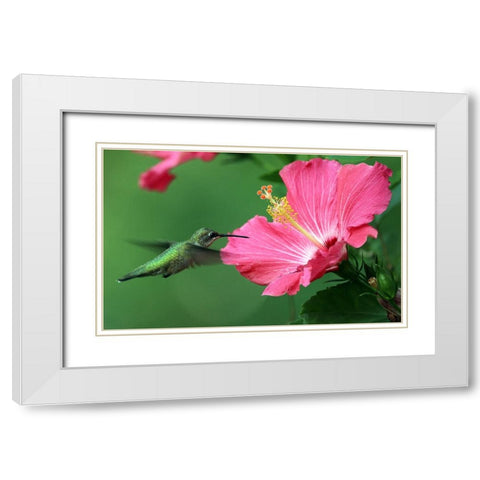Hummingbird II White Modern Wood Framed Art Print with Double Matting by Putman, Tammy